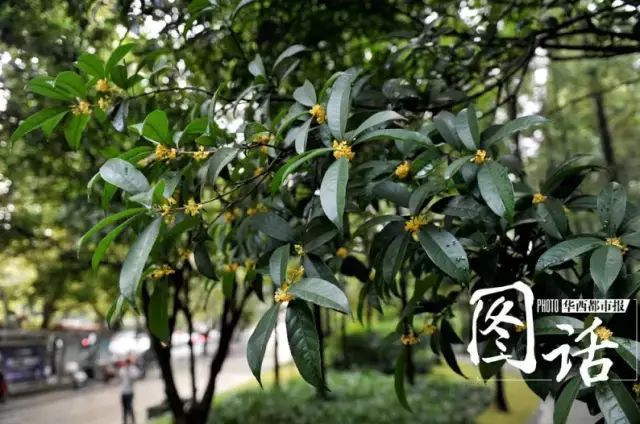 古装糕点甜品店名字_古装糕点图片大全_古装甜品糕点店